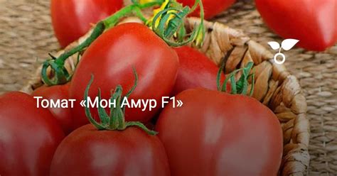 Томат «Мон Амур F1» — Ботаничка