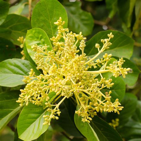 Avocado Blossoms & How The Tiny Flowers Produce Fruit