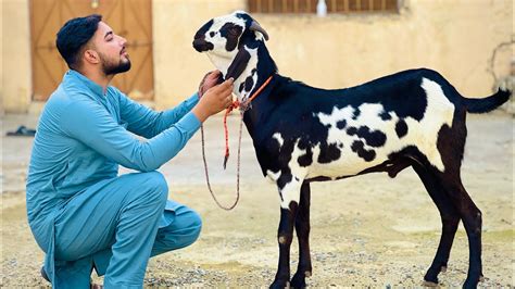 Qurbani Kay Lie Janwar Lay Lia Kitny Pesoun Main Sodda Howa