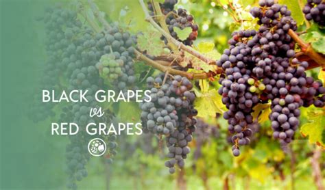 Black Grapes VS Red Grapes | All Of The Ways They Differ