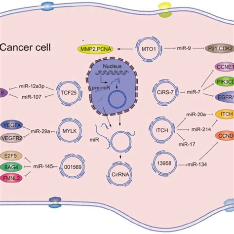 Schematic Diagram Of The Effects And The Underlying Mechanisms Of