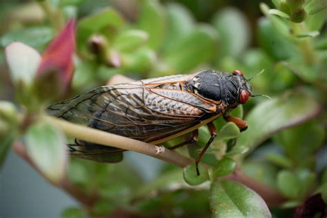 Look Up Then Look Down After The Solar Eclipse A Double Brood Of