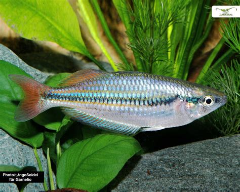 Westlicher Regenbogenfisch Melanotaenia Splendida Australis Dnz