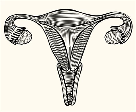 Female Reproductive System Illustrations Royalty Free Vector Graphics