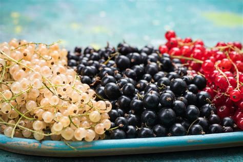 Johannisbeersorten Rote Schwarze Wei E Johannisbeeren