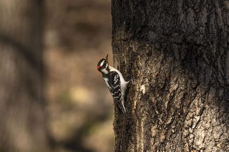 Woodpeckers In Mississippi 8 Species Youll Want To Look For