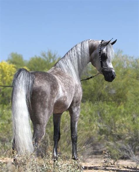 Arabian Horse Arabian Horse Pinterest Horse Animal And Pretty Horses