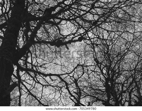 Naked Winter Trees Stock Photo Shutterstock