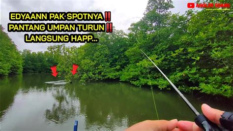 Mancing Di Muara Laut Pakai Umpan Udang Hidup Mancing Ultralight Youtube