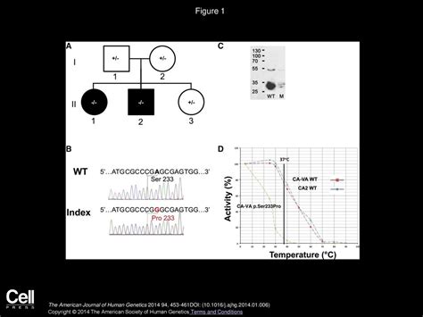 Mitochondrial Carbonic Anhydrase Va Deficiency Resulting From Ca A