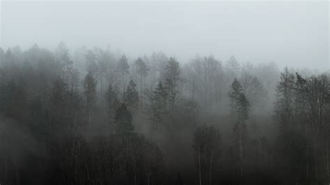 Free Images : landscape, tree, nature, forest, branch, snow, cold, winter, fog, mist, sunlight ...