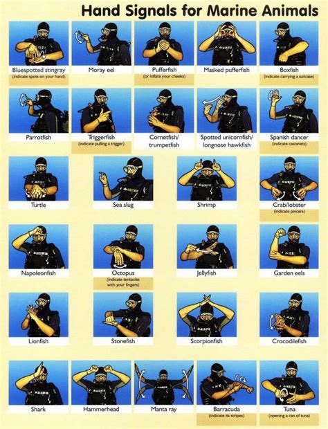 Scuba Hand Signals Divinginfomt