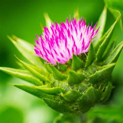 Milk Thistle Benefits Side Effects And Dosage Dr Axe