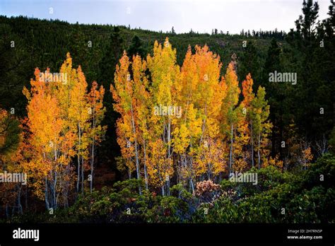 Fall colors of birch trees Stock Photo - Alamy