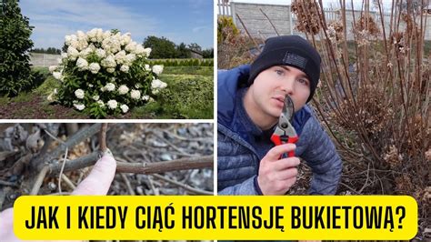 Jak I Kiedy Ci Hortensj Bukietow Prosty Spos B Na Ci Cie