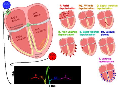 Generation of the ECG PQRST complex. The left-right image shows the ...