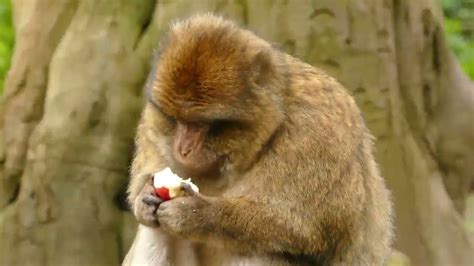 Finally Showing You Baboons Eating Youtube