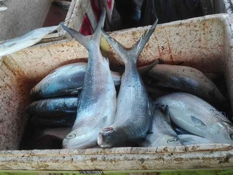 Potensi And Peluang Usaha Ikan Bandeng Dengan Sistem Organik