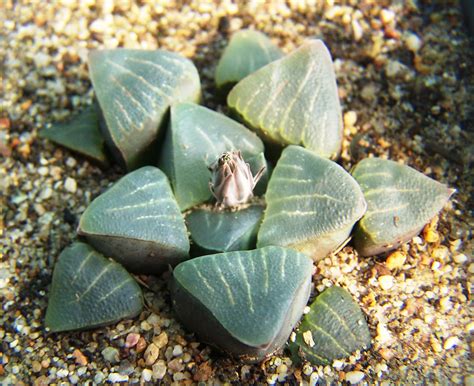 Pygmaea Archives - Haworthia Updates