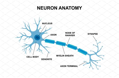 Vector infographic of neuron anatomy | Education Illustrations ...