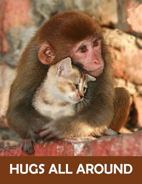 17 Best images about Hugs on Pinterest | Cats, Mothers and July 15