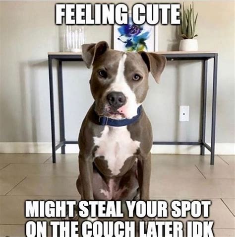 Funny Pitbull Memes