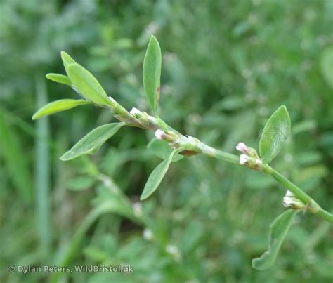 Common Knotgrass Polygonum Aviculare Species Wildbristol Uk