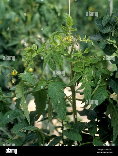 Tomato yellow leaf curl virus (TYLVCV) symptoms on a tomato plant Stock ...