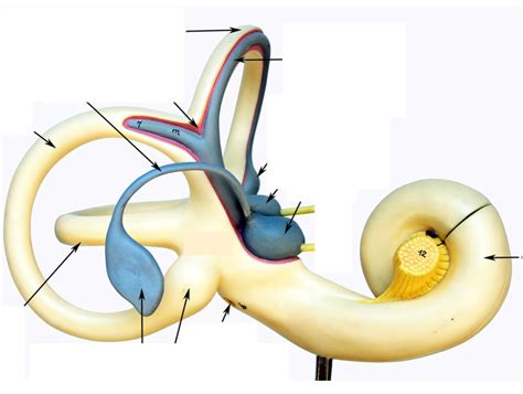 Inner Ear Diagram Quizlet