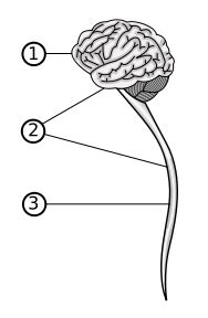 Central nervous system - wikidoc