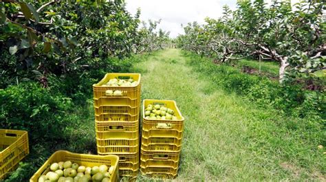 Produção de goiaba no DF chega a mais de 7 mil toneladas em 2022