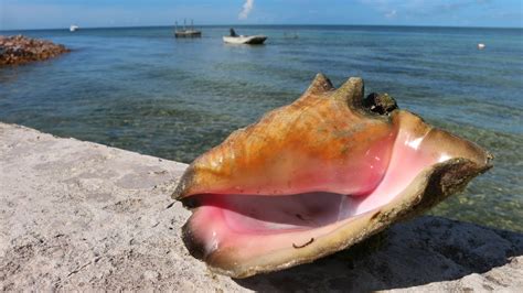 The Land Of Conch Bahamas Diving And Spearfishing Catch Clean Cook