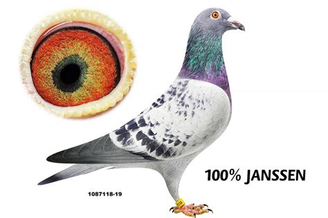 Herbots | Pigeon BE19-1087118