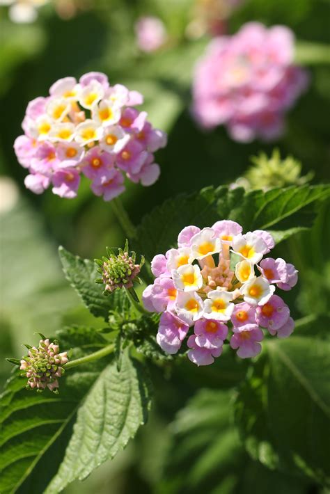 ランタナ七変化 お花の写真集