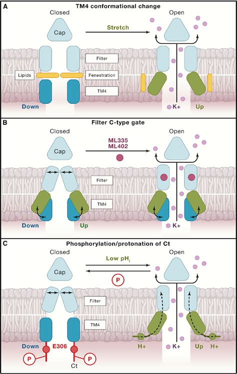 Figure From Mammalian Mechanoelectrical Transduction Structure And