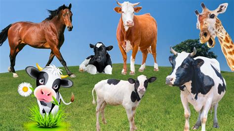 Learn About Herbivores Cows Calves Cow Sounds Cows Eating Grass