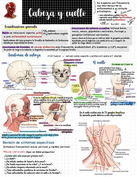 Cabeza y Cuello Propedéutica lena uDocz