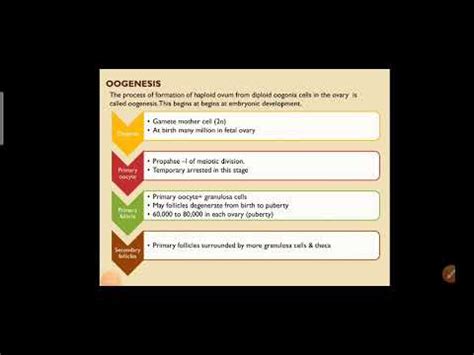 Class 12 Human Reproduction Oogenesis YouTube