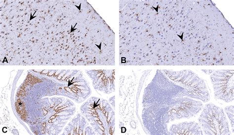 Immunohistochemistry In Investigative And Toxicologic Pathology