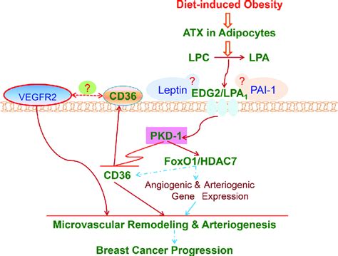 Lpapkd 1 Cd36 Signaling Axis In De Novo Tumor Arteriogenesis In