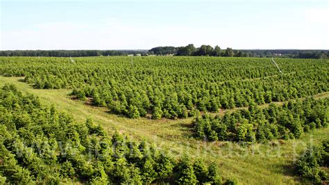 Plantacje Choinek Jod Y Kaukaskiej W Polsce Sprzeda Choinek Z