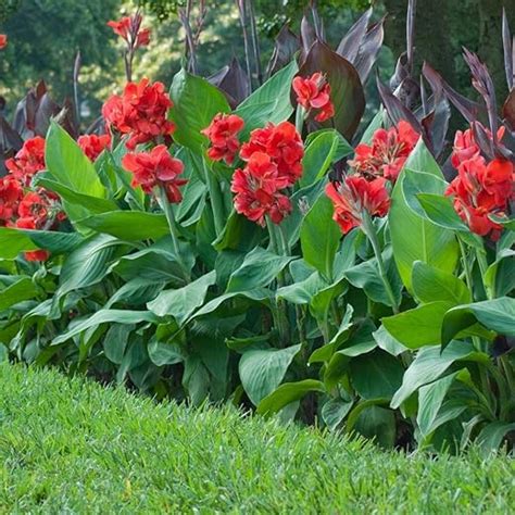 Amazon 3 Red King Humbert Tall Canna Bulbs For Planting Cannas