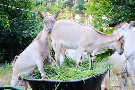 Napier Grass For Goat Farming A Beginners Guide