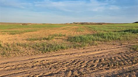 La Sequía Afecta Al 80 Del Territorio Agrario Y Se Han Perdido Cinco