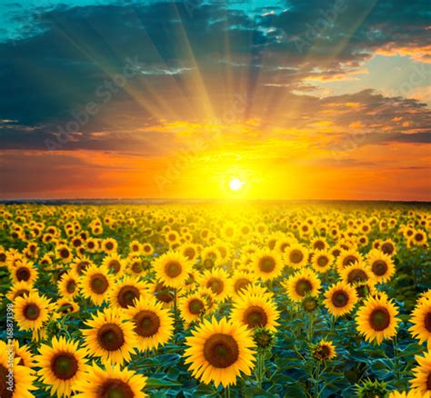 sunflower fields  sunset beautiful composite   sunrise
