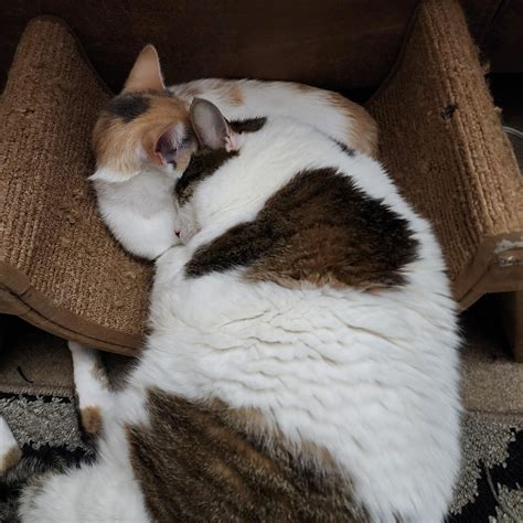 Heard some snoring and looked down. I love it when they cuddle. : r/cats