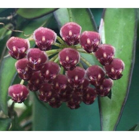 Pianta Di Hoya Wayetii Tricolor Fiore Di Cera Hoya Carnosa Foto Reali