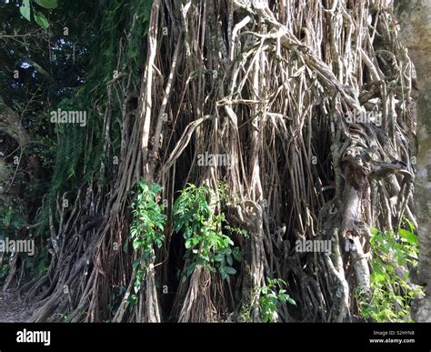 Balete Tree Hi Res Stock Photography And Images Alamy