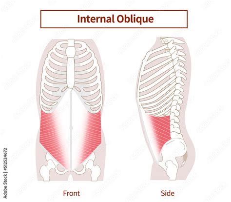 Abdominal Muscle Groups Illustrative Illustrations Of The Internal