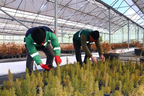 Vanda tıbbi aromatik bitki üretimi yapılıyor Şehrivan Van Haber